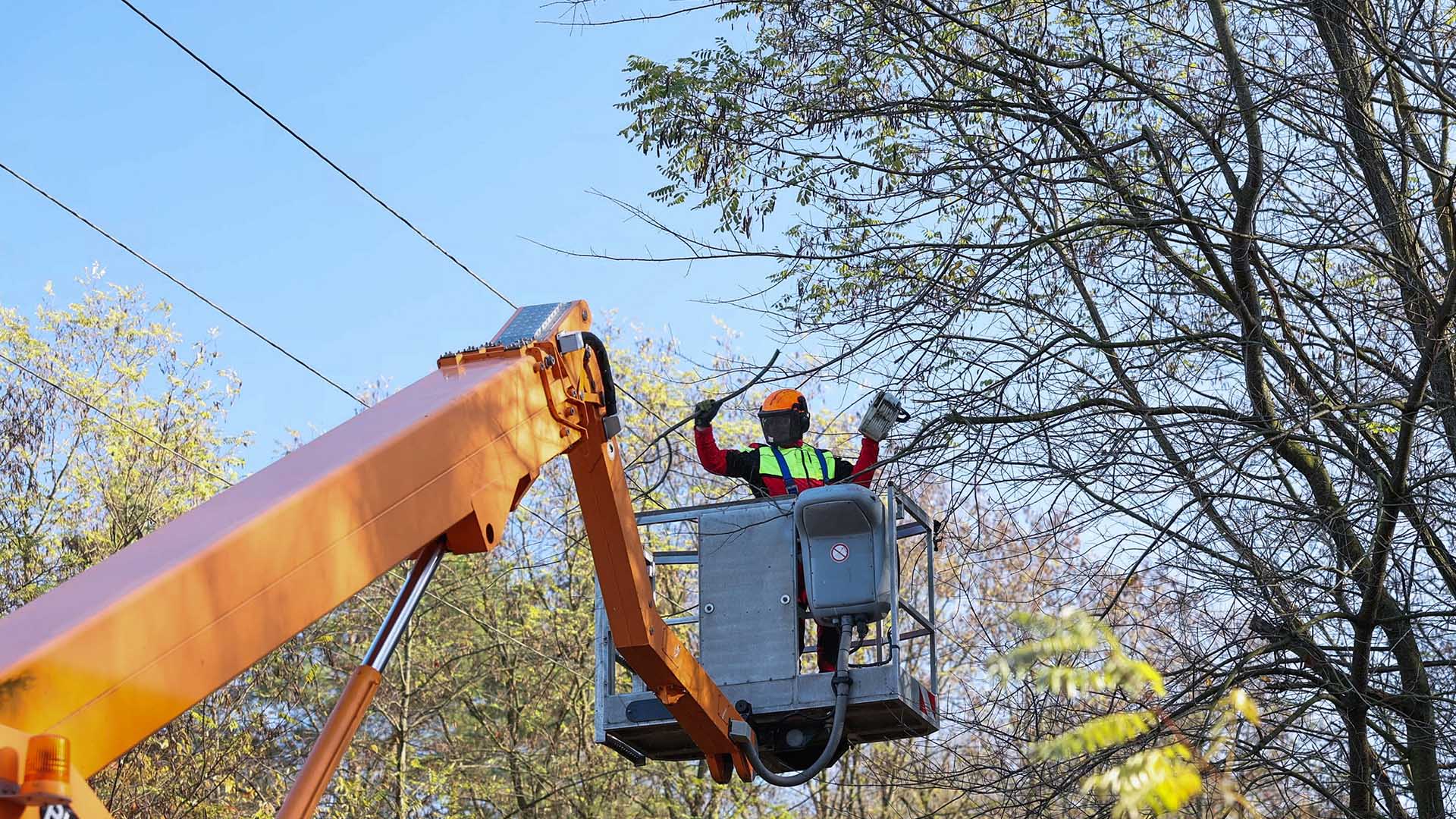 Mitarbeiter auf Hebebühne schneidet Baum
